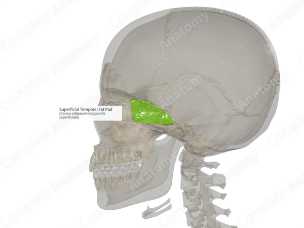 Superficial Temporal Fat Pad (Right)