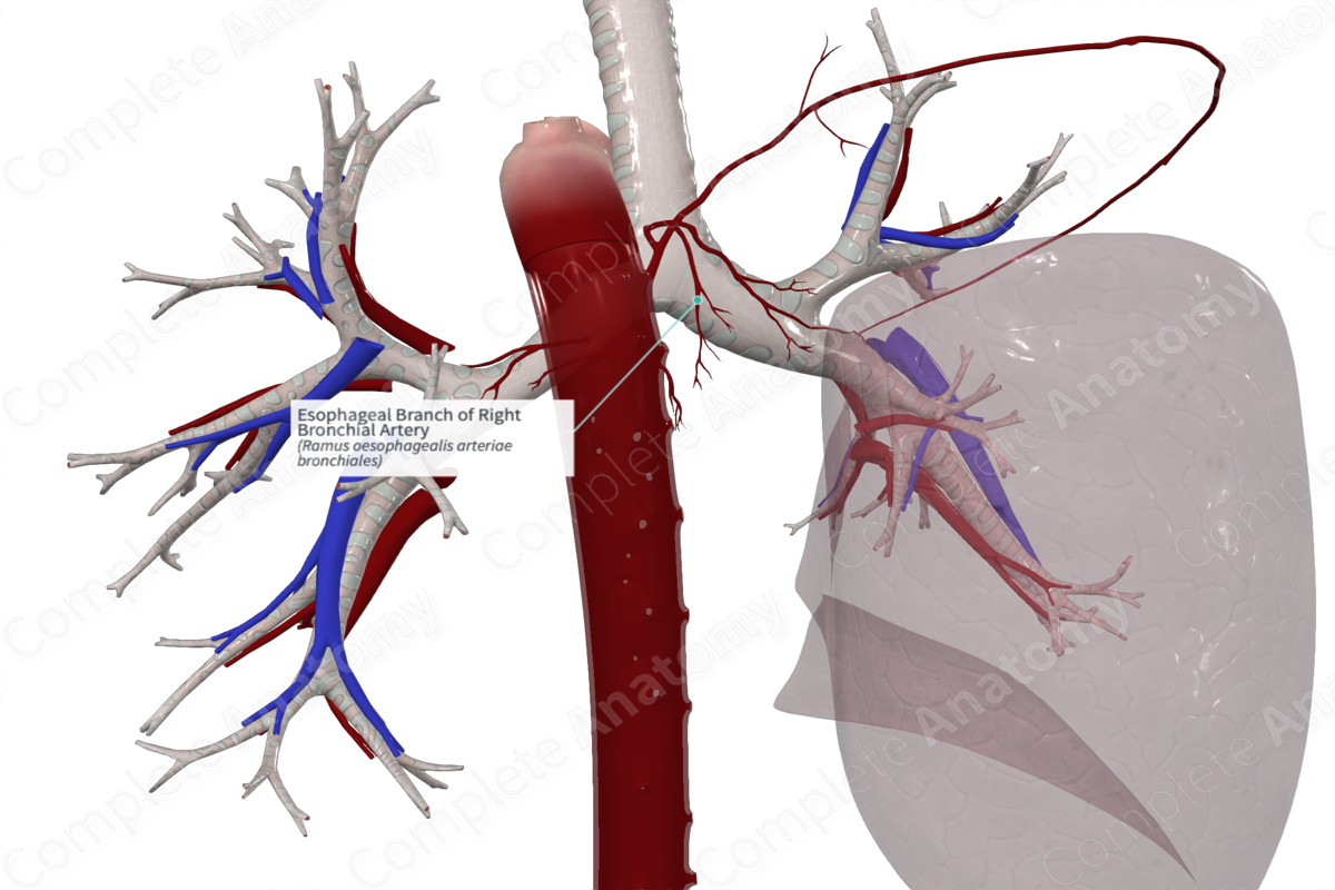 Esophageal Branch of Right Bronchial Artery