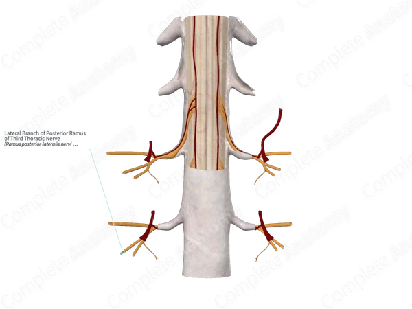 Lateral Branch of Posterior Ramus of Third Thoracic Nerve