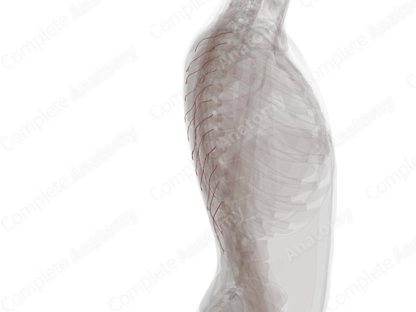 Lateral Dorsal Cutaneous Branches of Posterior Intercostal Arteries (Left)