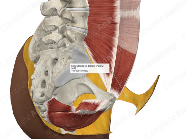 Subcutaneous Tissue (Pubis; Left)