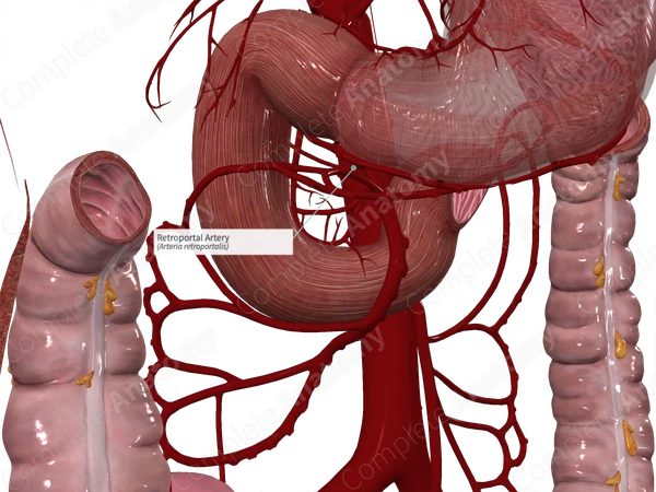 Retroportal Artery
