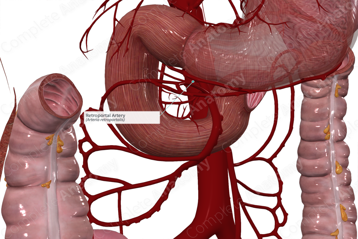 Retroportal Artery
