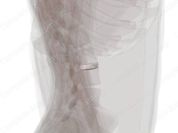 Intervertebral Symphysis (L2-L3)