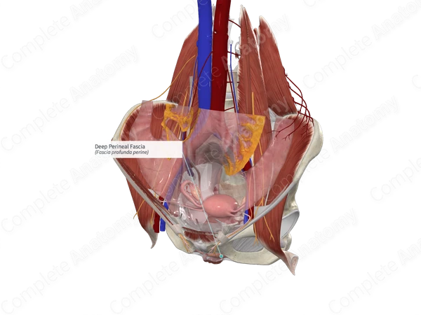 Deep Perineal Fascia