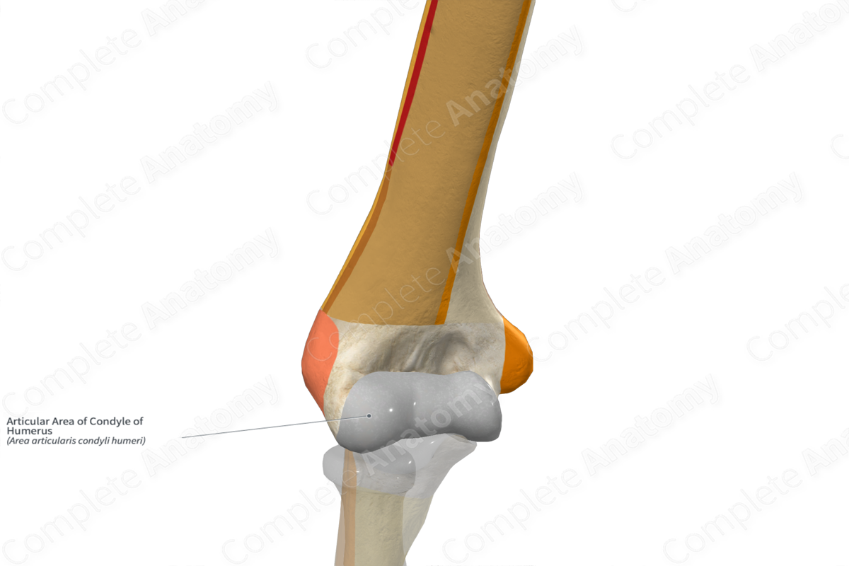 Articular Area of Condyle of Humerus 