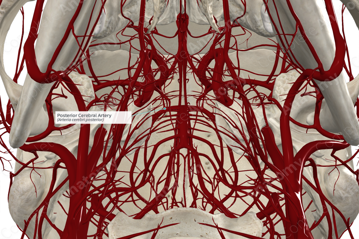 Posterior Cerebral Artery (Right)