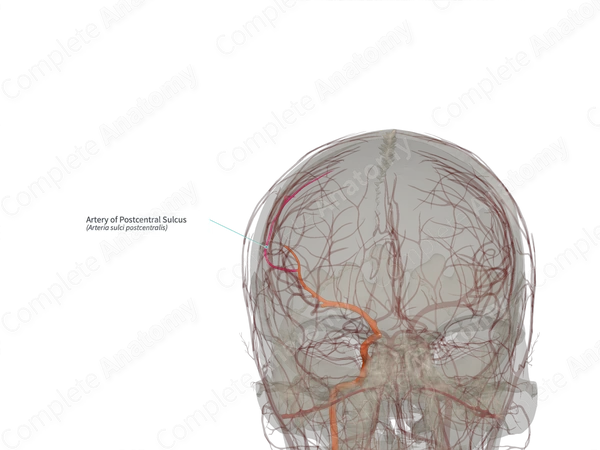 Artery of Postcentral Sulcus (Left)