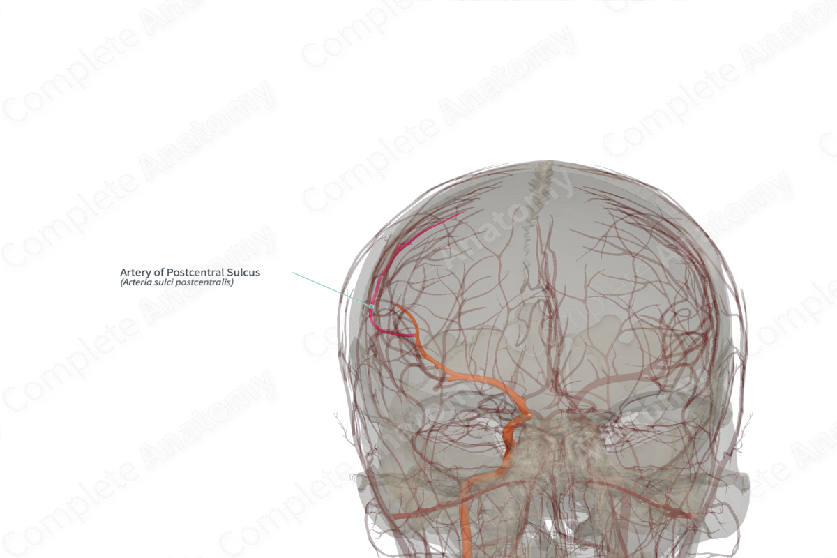 Artery of Postcentral Sulcus (Left)