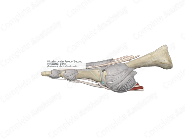 Distal Articular Facet of Second Metatarsal Bone