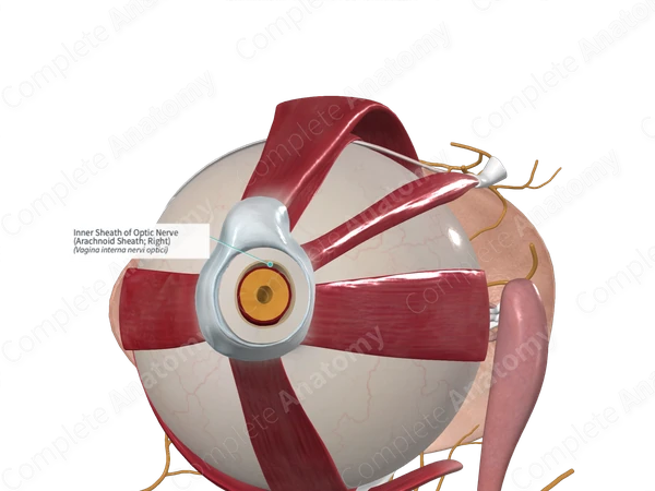 Inner Sheath of Optic Nerve (Arachnoid Sheath; Right)