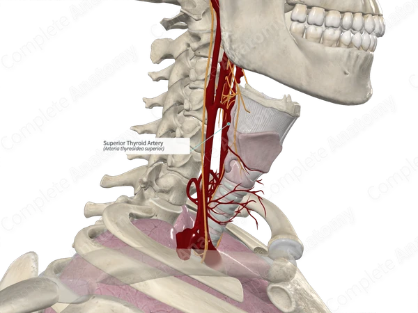 Superior Thyroid Artery