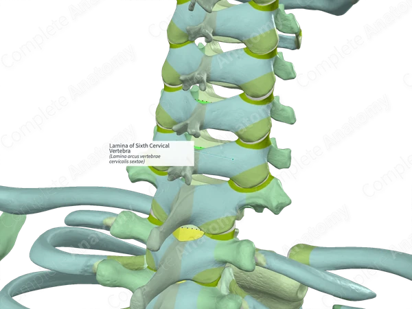 Lamina of Sixth Cervical Vertebra (Right)