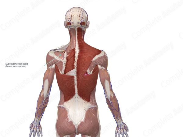 Supraspinatus Fascia 