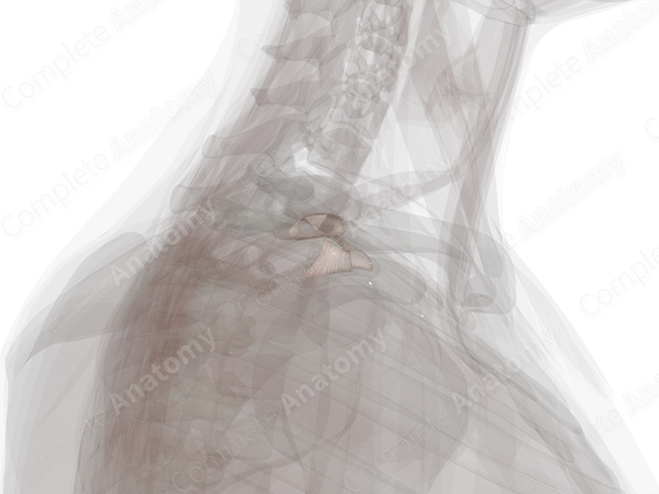 Acromioclavicular Joint (Left)