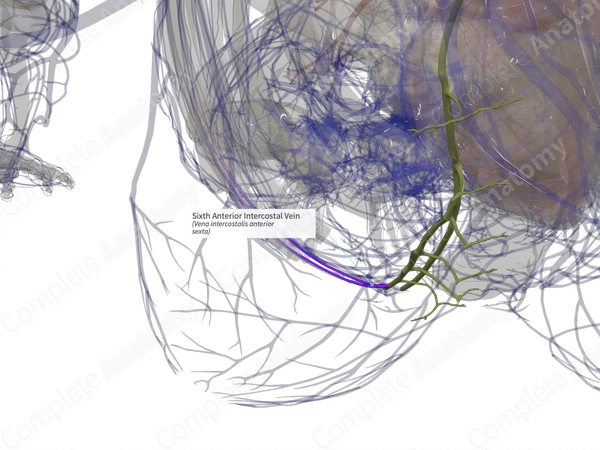Sixth Anterior Intercostal Vein (Left)