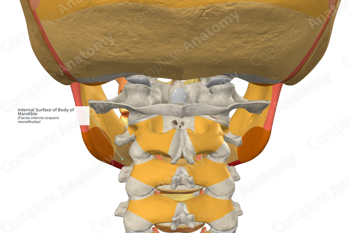 Internal Surface of Body of Mandible