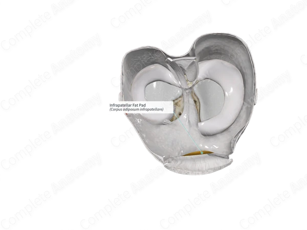Infrapatellar Fat Pad