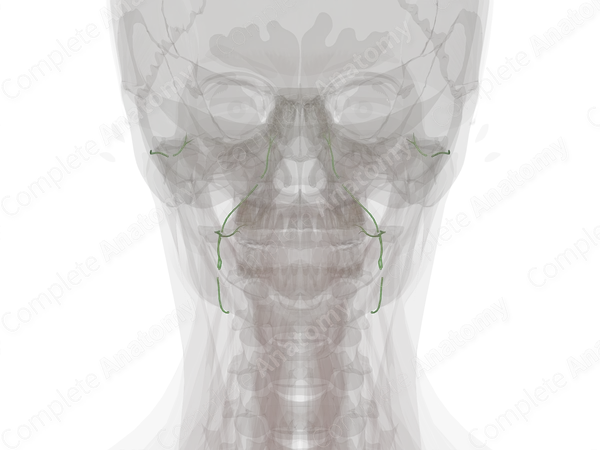 Facial Lymph Vessels