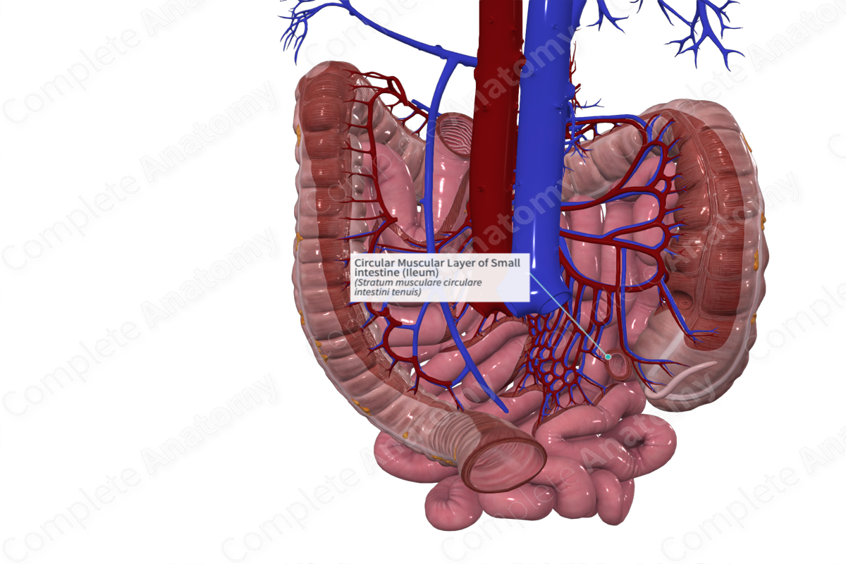 Circular Muscular Layer Of Small Intestine Ileum Complete Anatomy