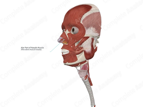 Alar Part of Nasalis Muscle