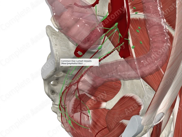 Common Iliac Lymph Vessels