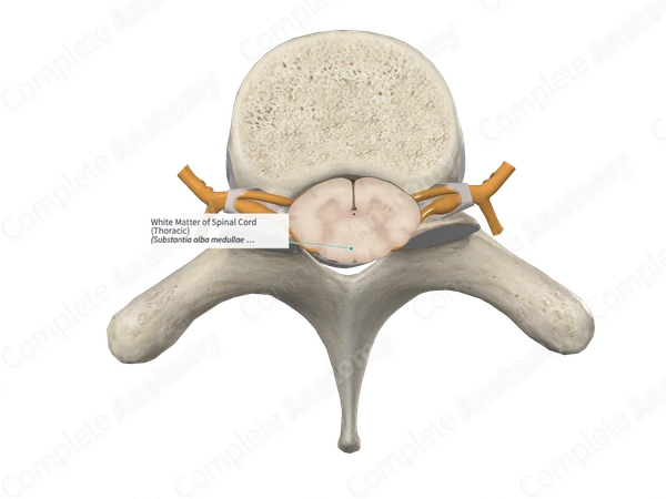 White Matter of Spinal Cord (Thoracic)