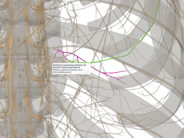 Anterior Cutaneous Branch of Fourth Intercostal Nerve (Left)