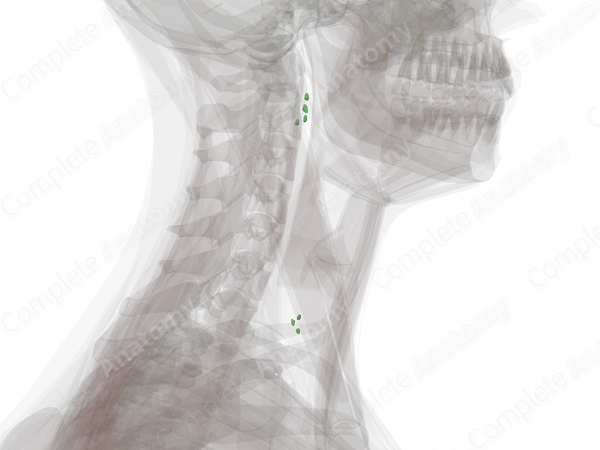 Anterior Internal Jugular Nodes (Left)