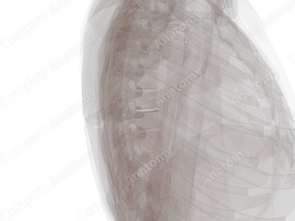 Intervertebral Symphysis (T7-T8)