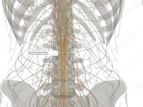 Second Lumbar Nerve (Left)