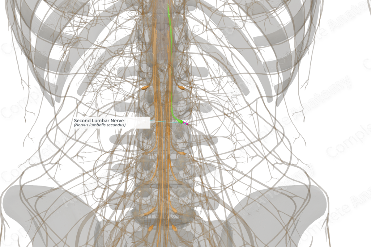 Second Lumbar Nerve (Left)