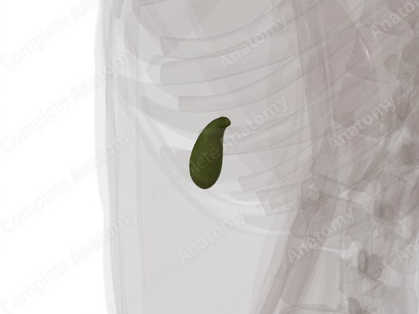 Gallbladder