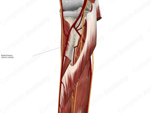 Radial Artery 