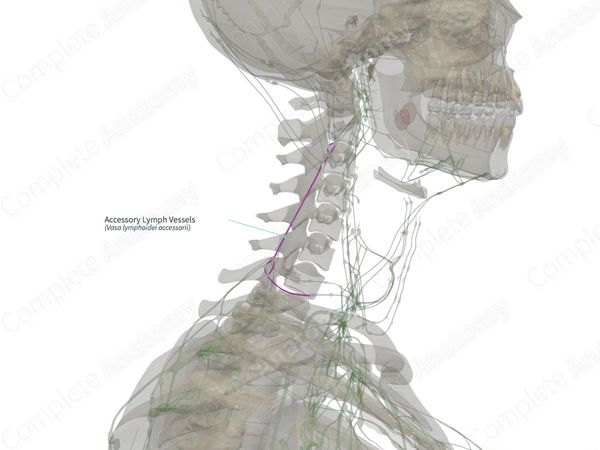Accessory Lymph Vessels (Left)
