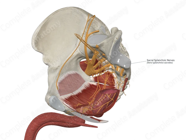 Sacral Splanchnic Nerves