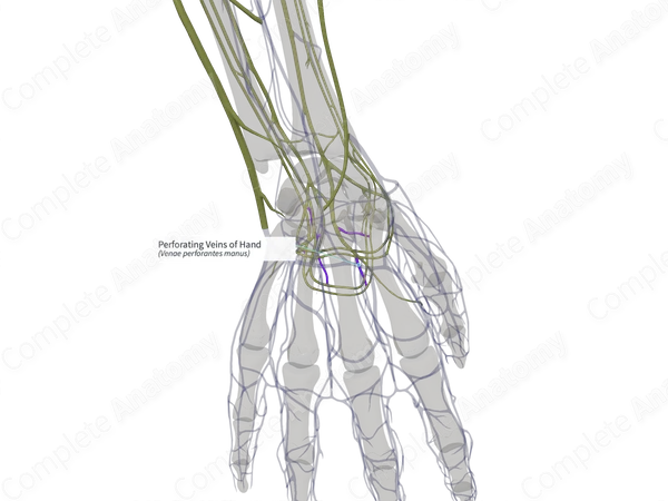 Perforating Veins of Hand (Right)