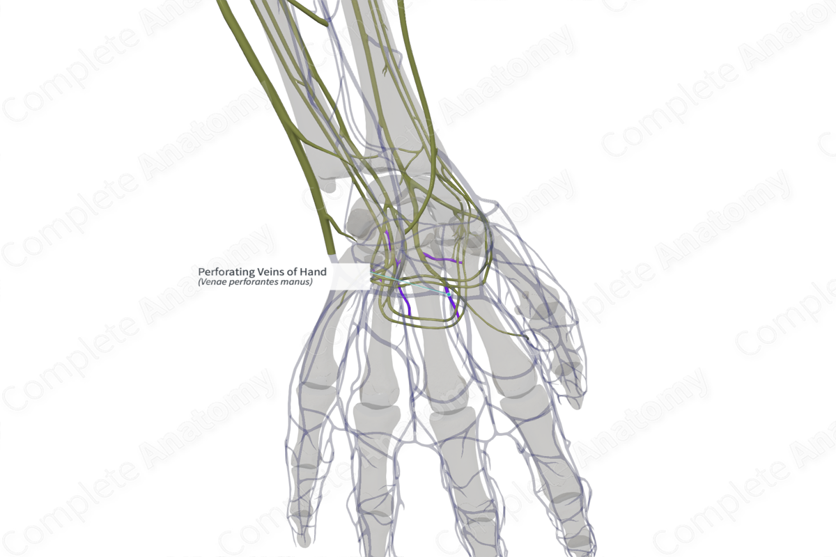 Perforating Veins of Hand (Right)