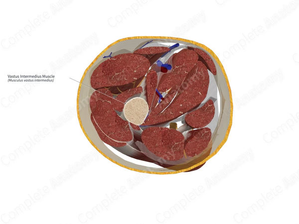 Vastus Intermedius Muscle 