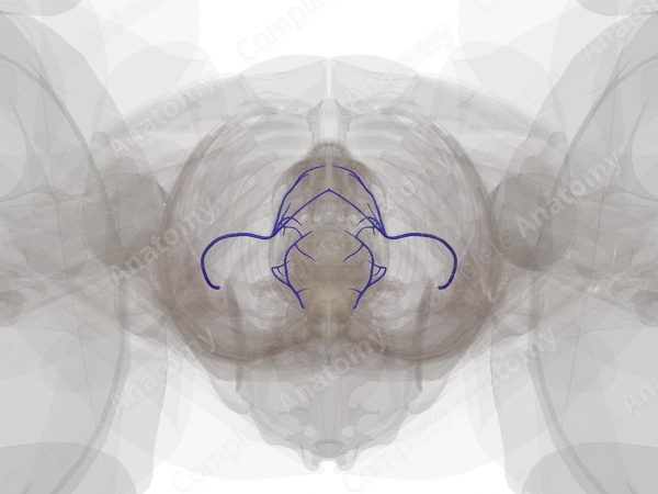 Vesical Veins