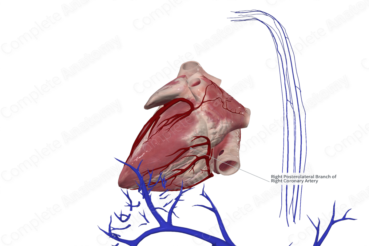 Right Inferolateral Branch of Right Coronary Artery