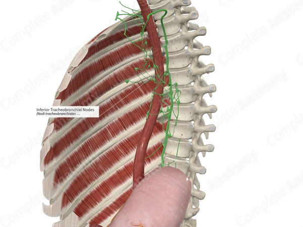 Inferior Tracheobronchial Nodes