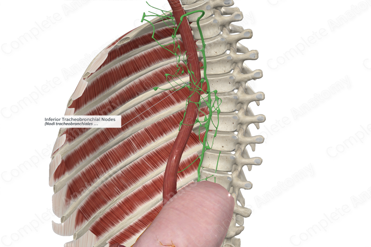 Inferior Tracheobronchial Nodes