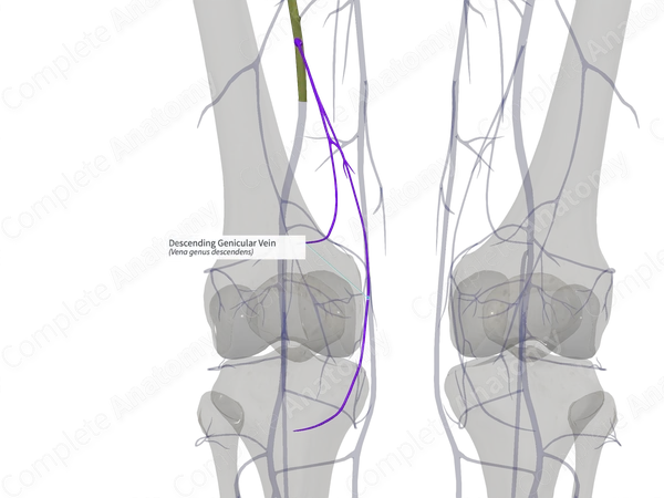 Descending Genicular Vein (Right)