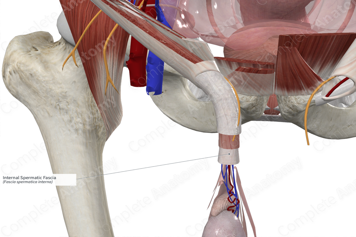 Internal Spermatic Fascia 