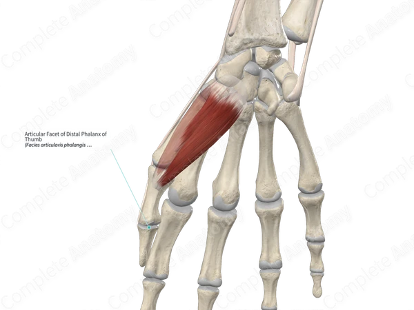 Articular Facet of Distal Phalanx of Thumb