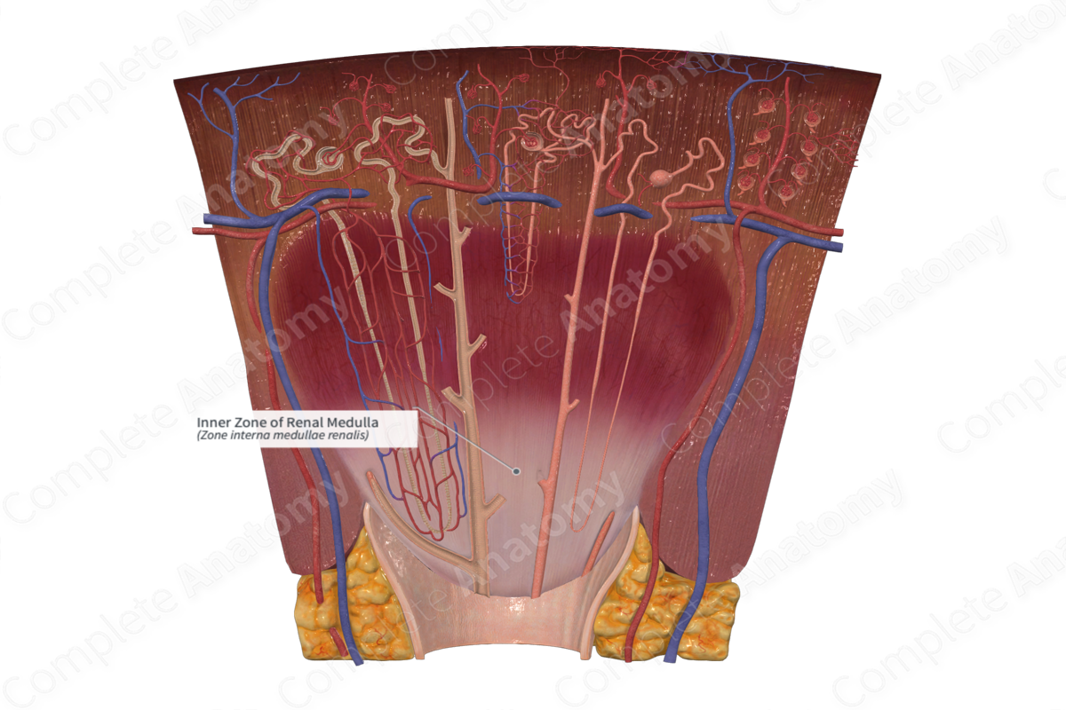 Inner Zone of Renal Medulla Complete Anatomy
