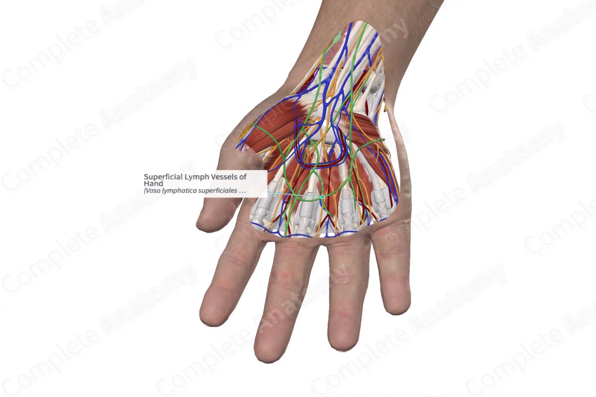 Superficial Lymph Vessels of Hand 