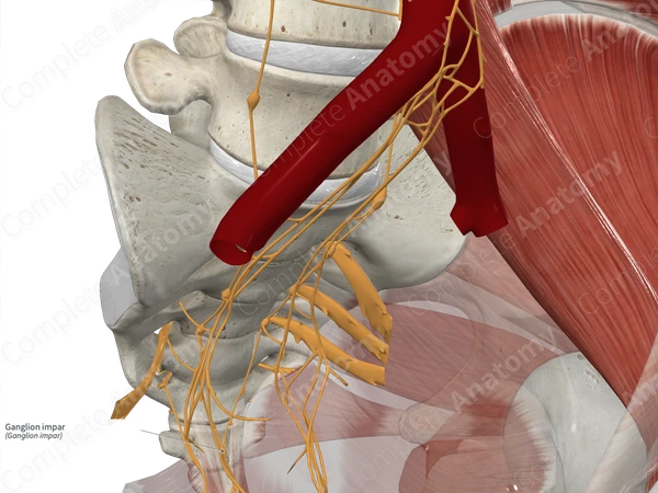 Ganglion impar