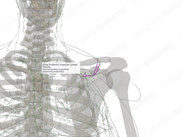 Deep Posterior Scapular Lymph Vessels (Right)